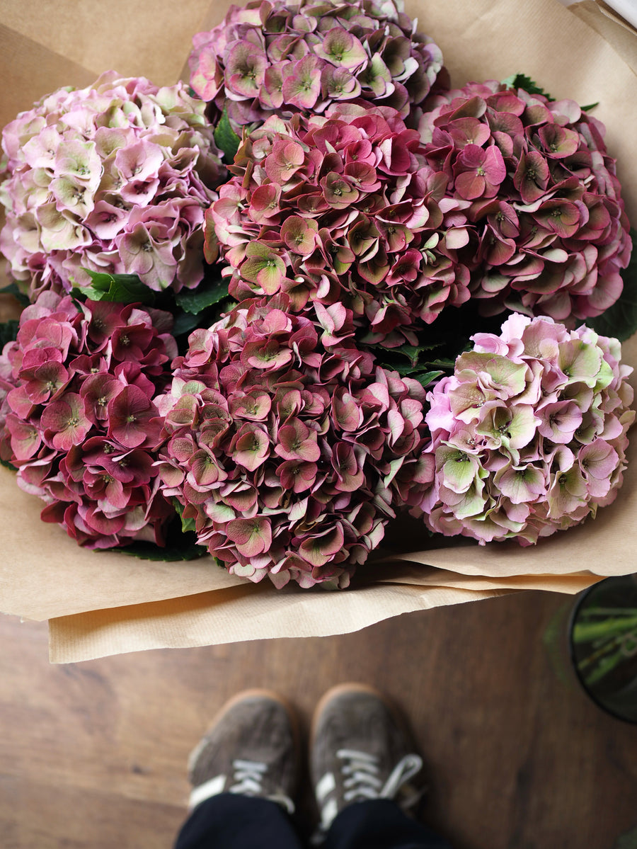 Armful of hydrangeas