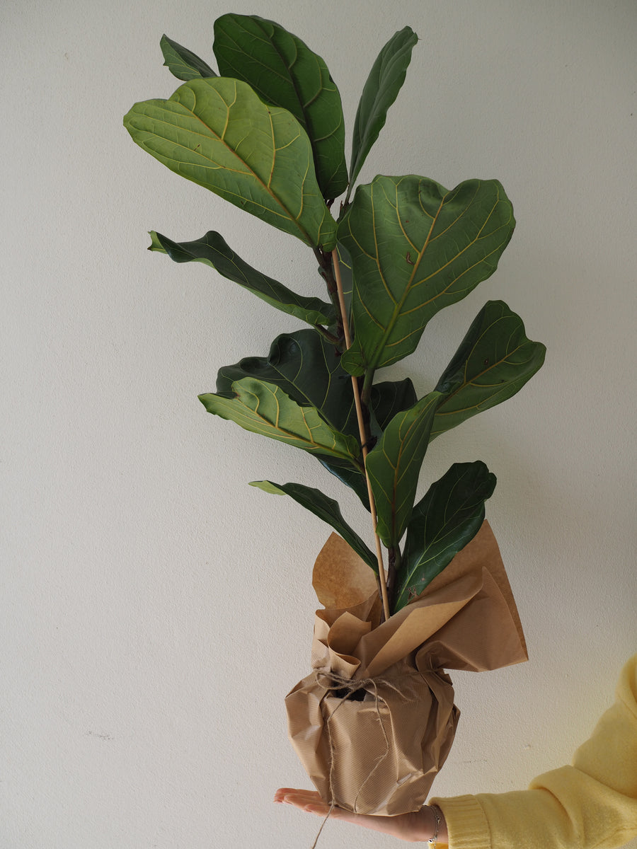 Fiddle Leaf Fig