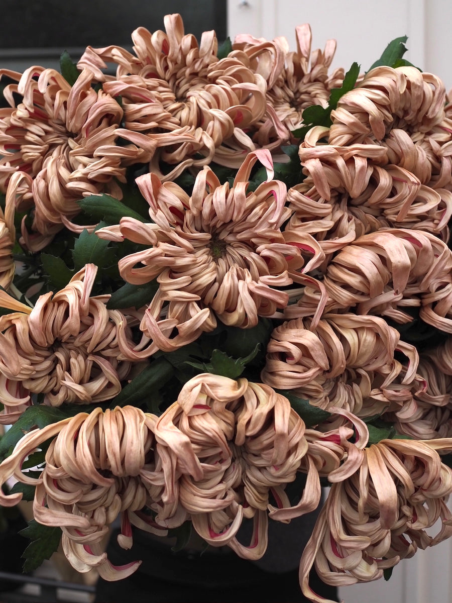 An Armful of Blooms
