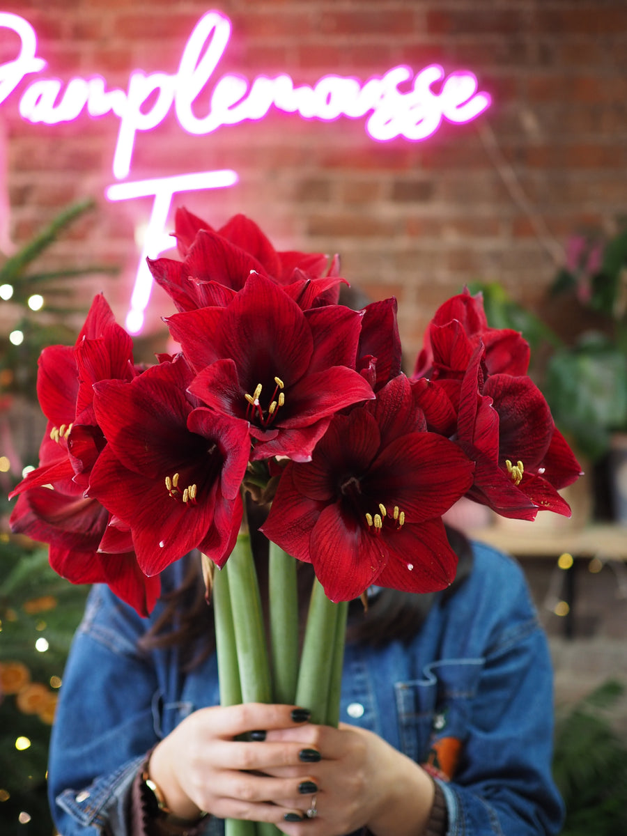 Adore Amaryllis