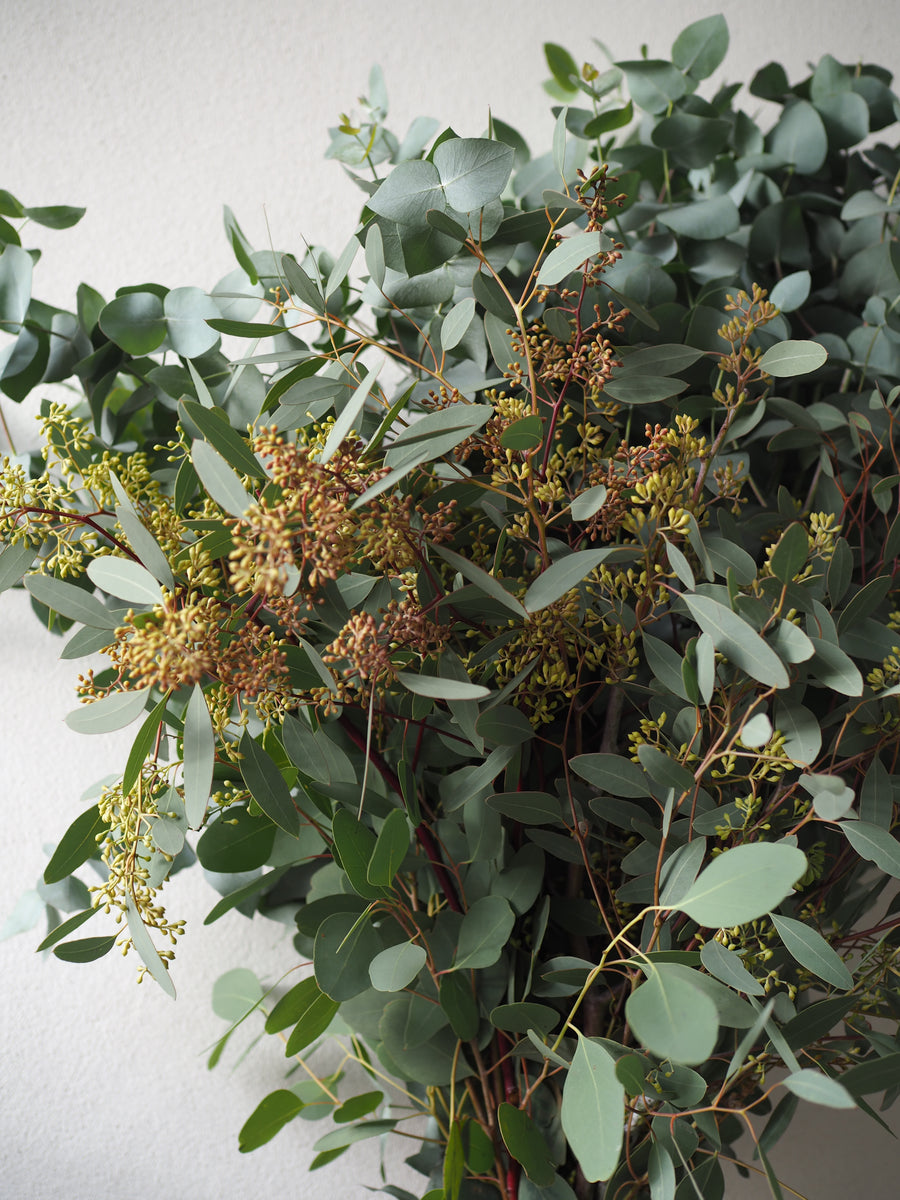 Eucalyptus Bunch
