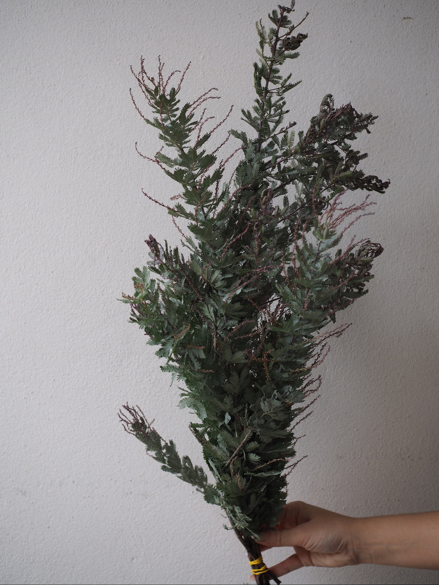 Mimosa Balejana Bunch