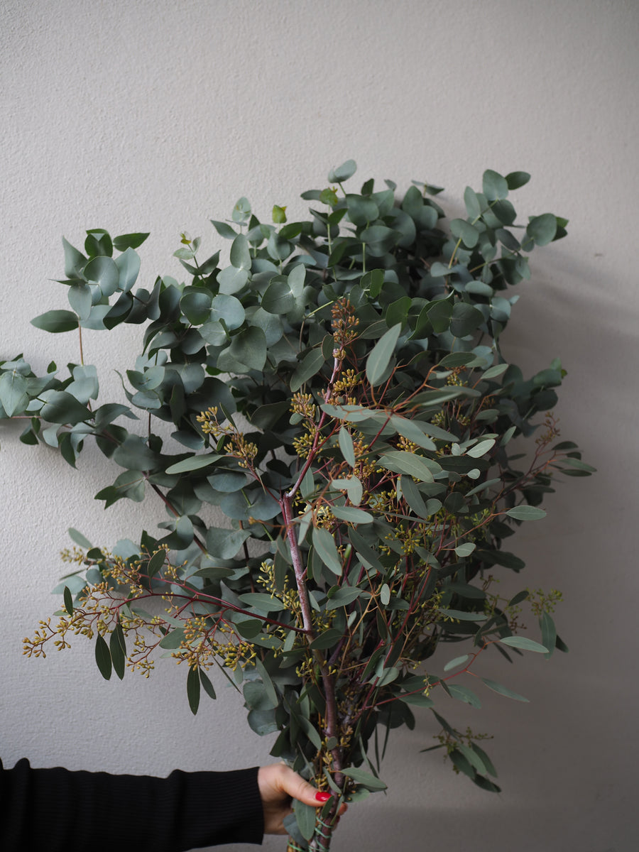 Eucalyptus Bunch