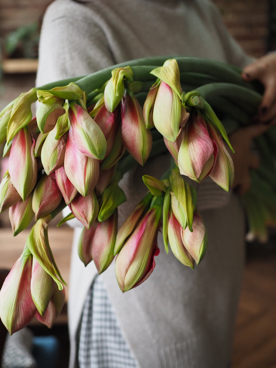 Adore Amaryllis