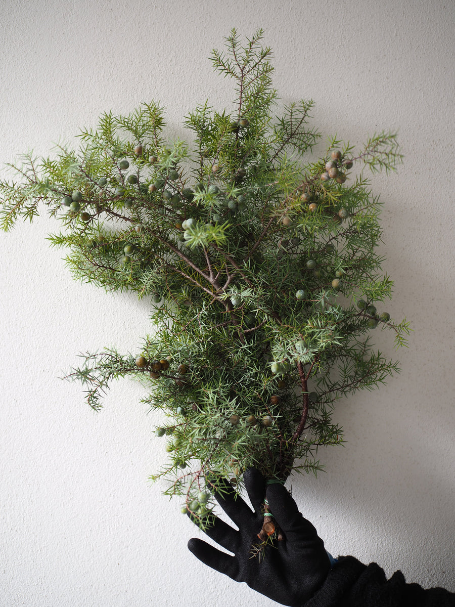 Juniper Bunch