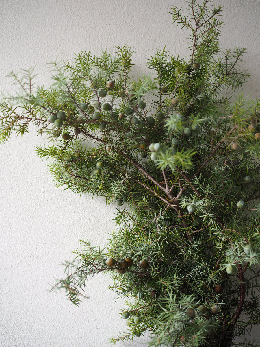 Juniper Bunch