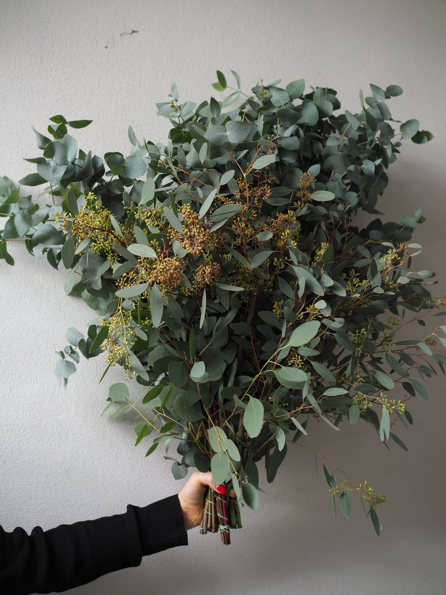 Eucalyptus Bunch