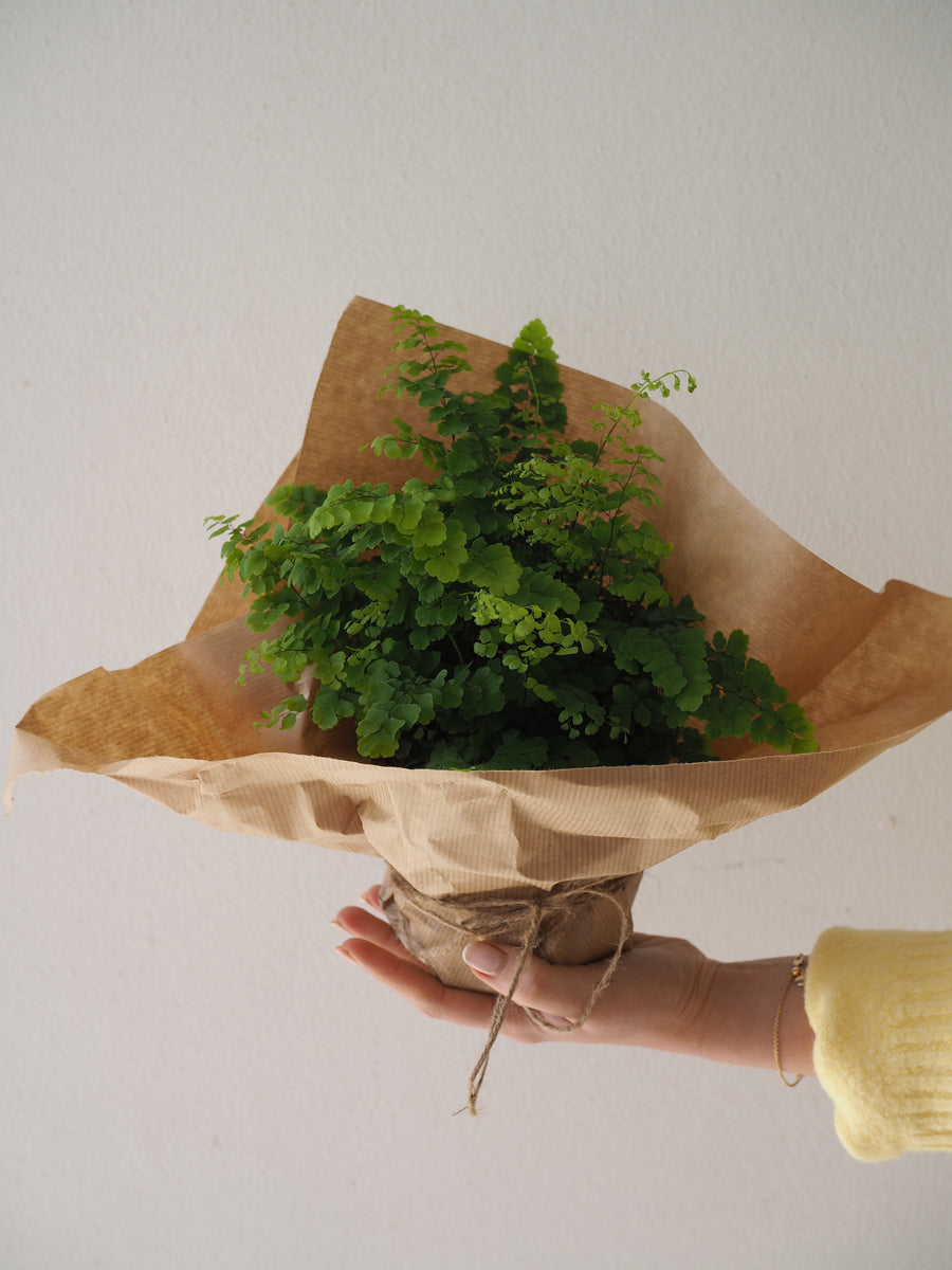 Maidenhair Fern