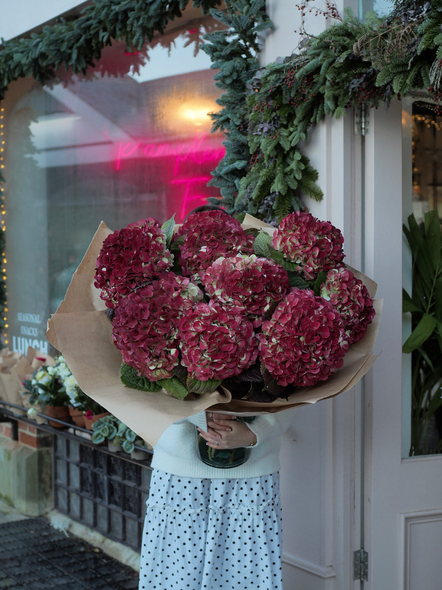 Hydrangea Abundance