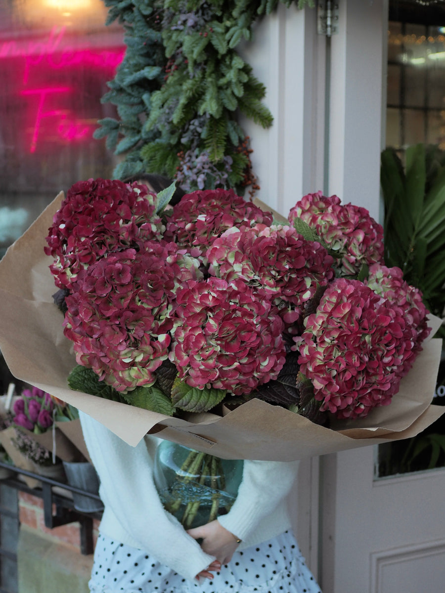 Hydrangea Abundance