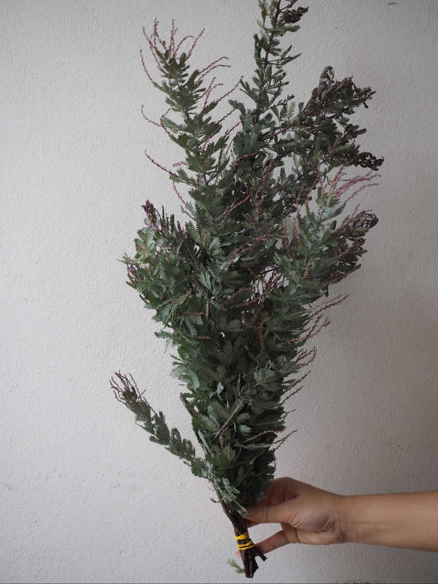 Mimosa Balejana Bunch