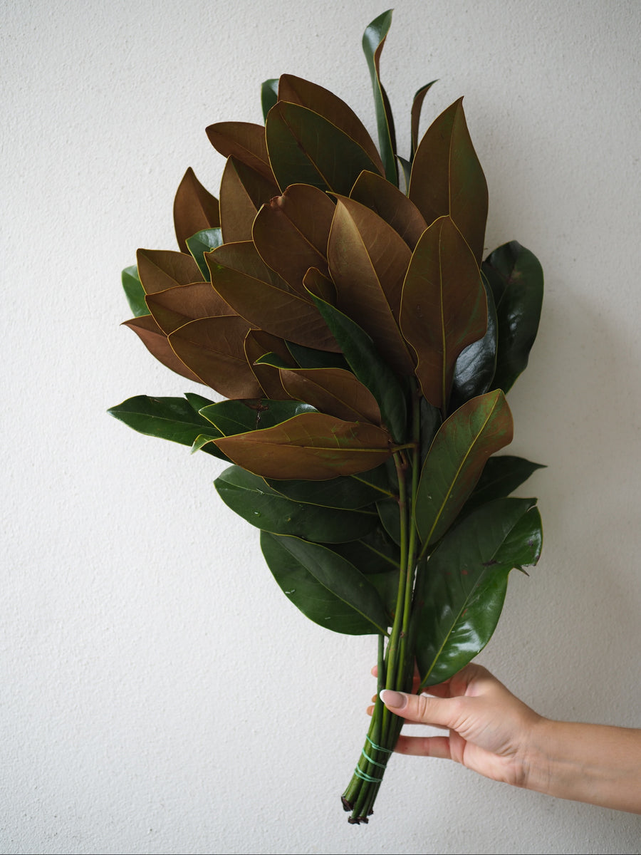 Magnolia Leaf Bunch