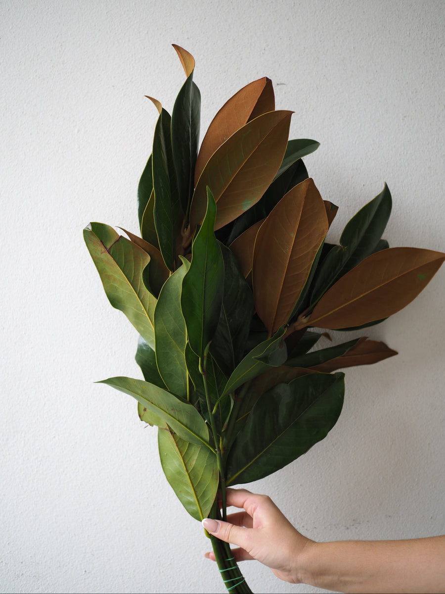 Magnolia Leaf Bunch