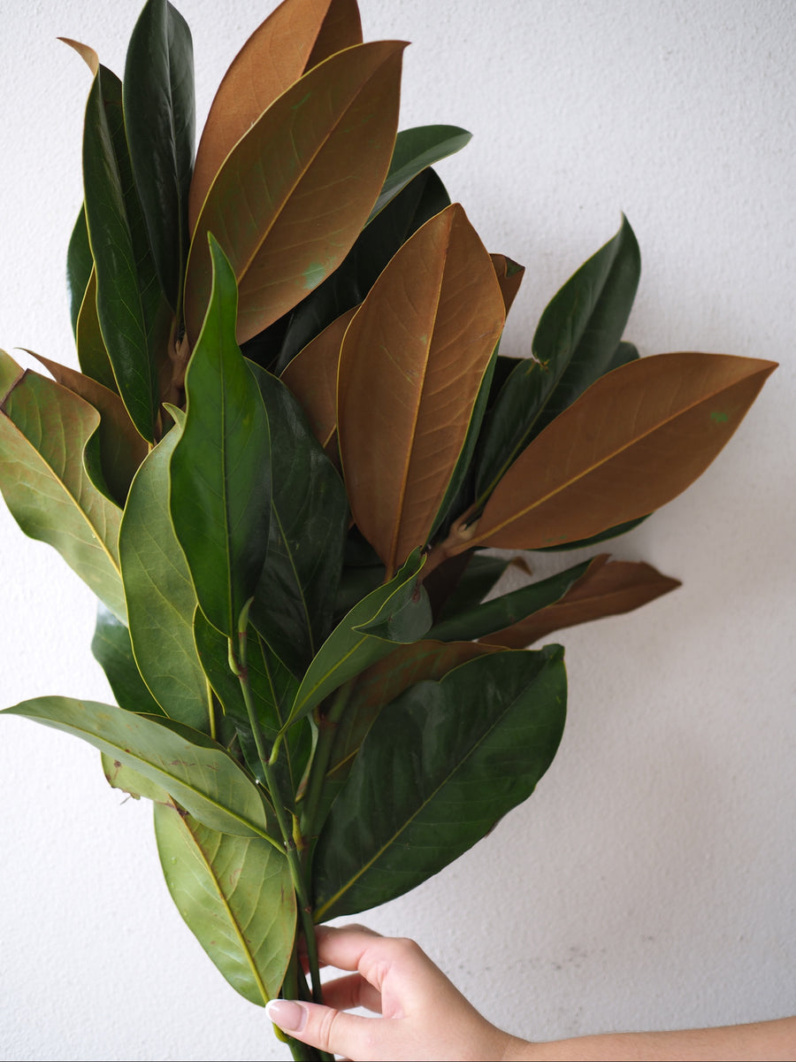 Magnolia Leaf Bunch