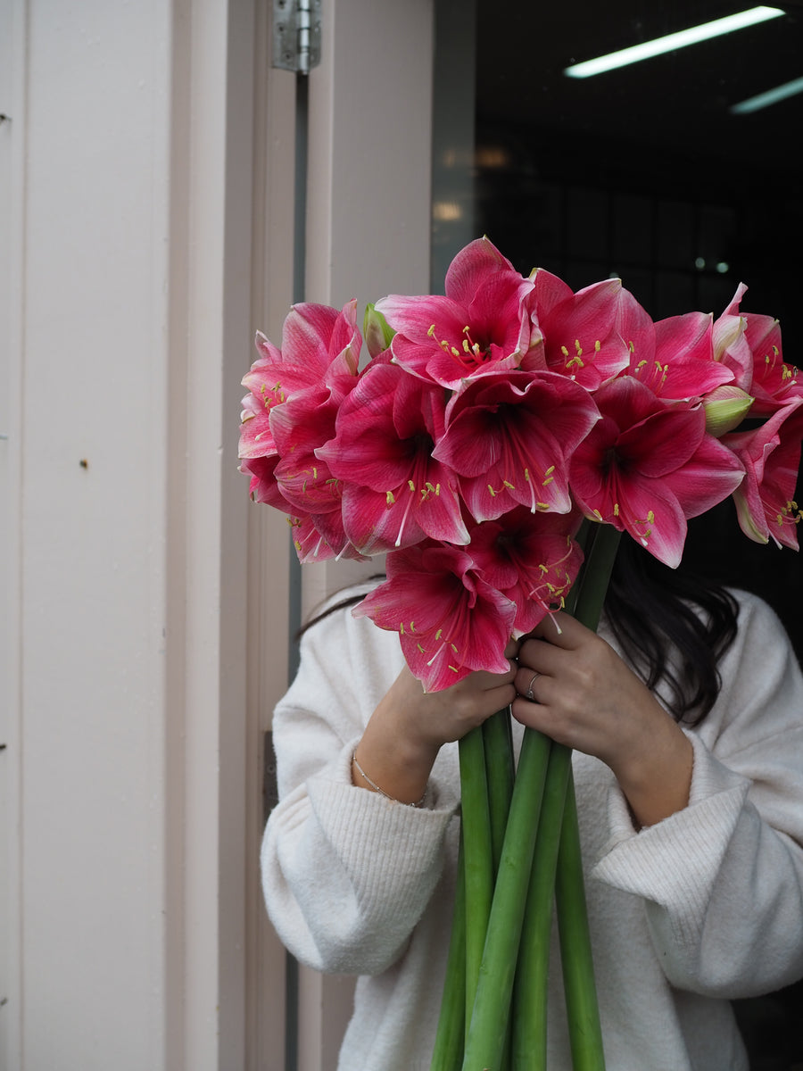 Adore Amaryllis