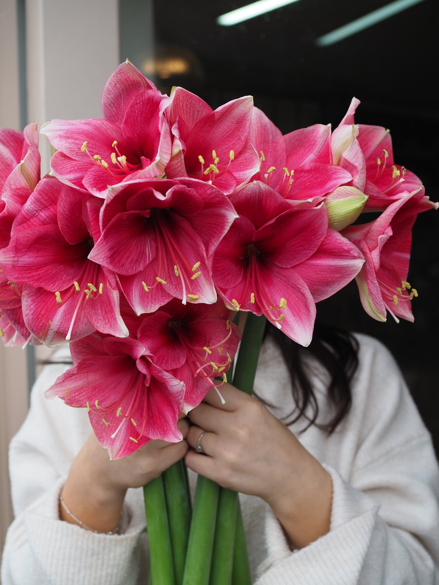 Adore Amaryllis
