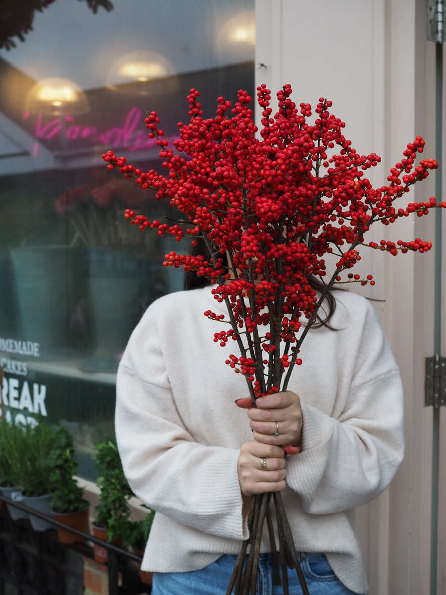 Abundance of Ilex