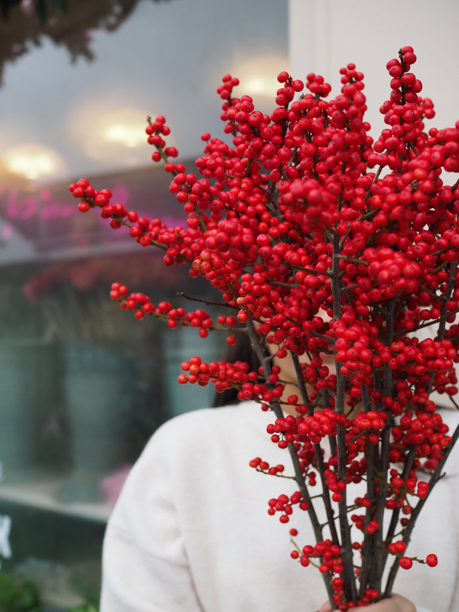 Abundance of Ilex