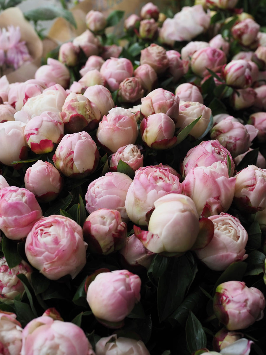 An Armful Of Gardenia Peony