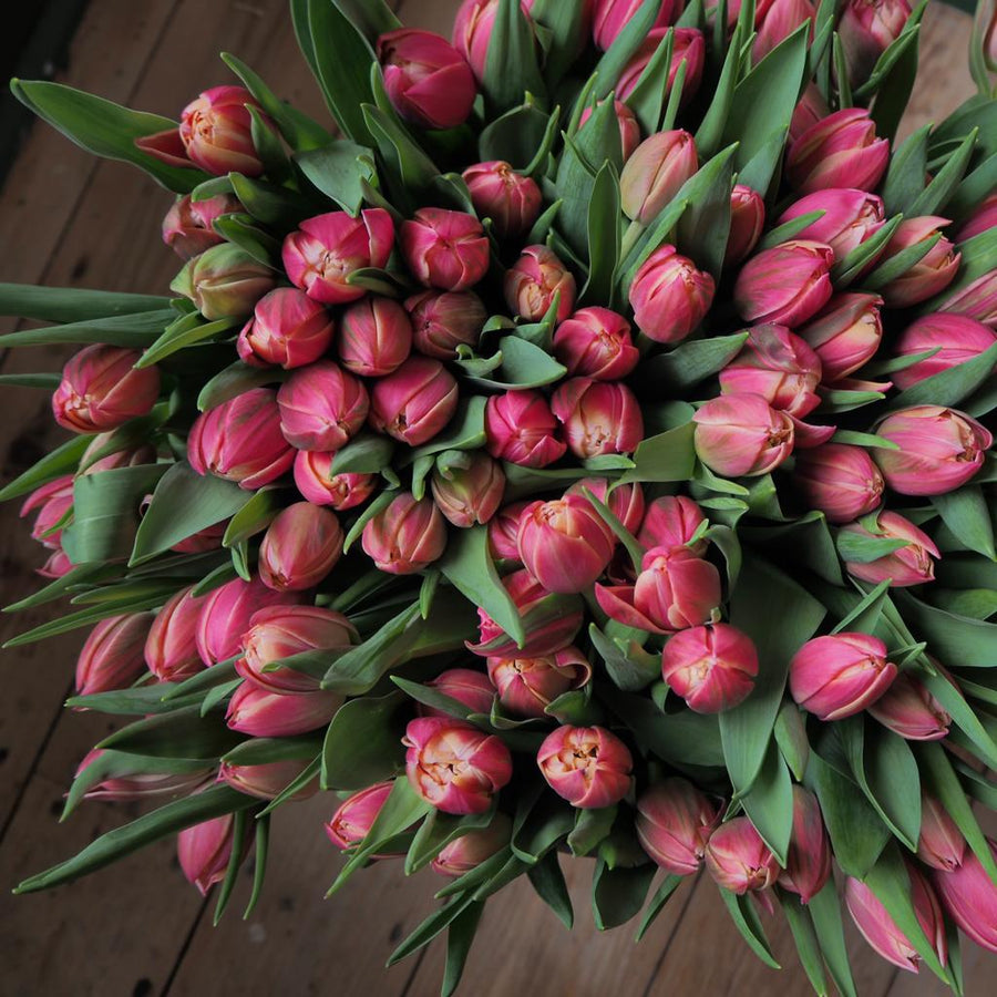 Columbus Tulips