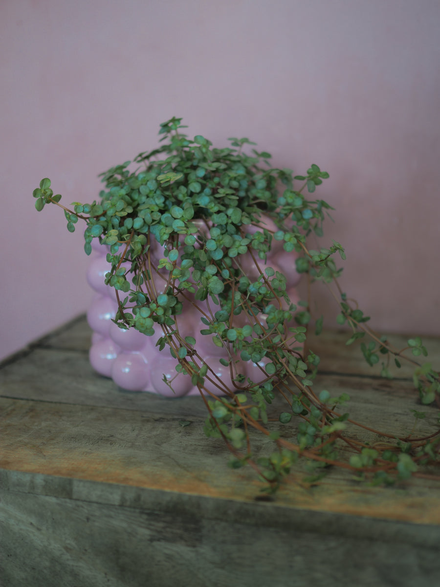 String of Pilea in Pink or Lilac  Bobbly Ceramic Pot