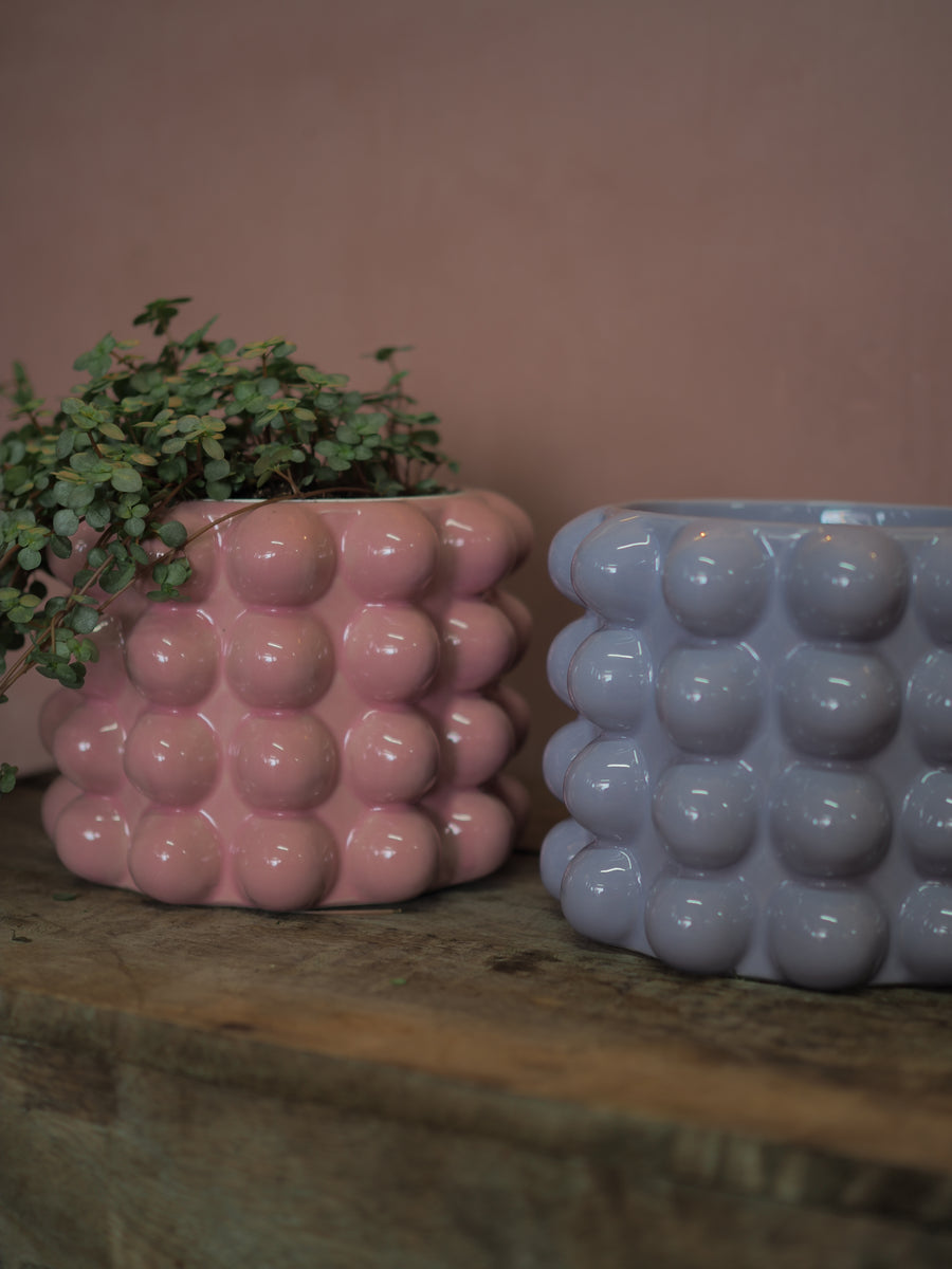 String of Pilea in Pink or Lilac  Bobbly Ceramic Pot